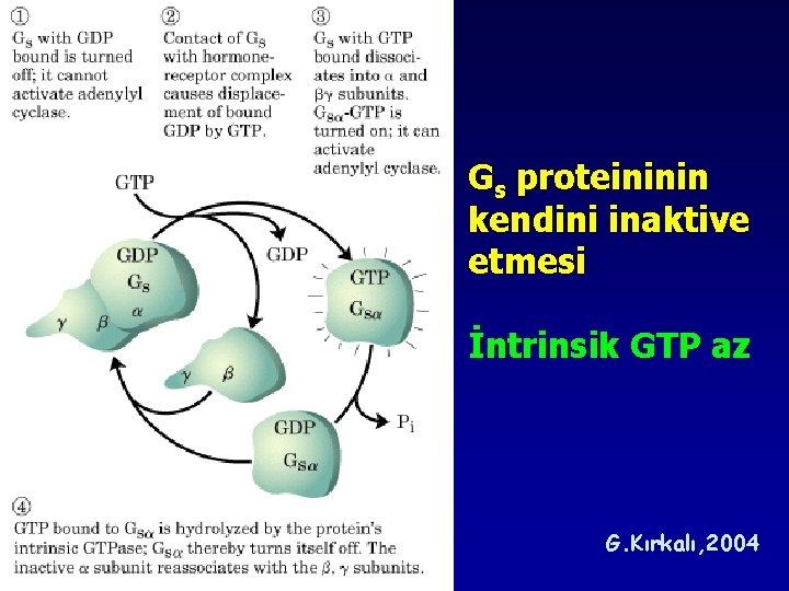 Gs proteininin kendini inaktive etmesi İntrinsik GTP az G. Kırkalı, 2004 Gs proteininin kendini inaktive etmesi İntrinsik GTP az G. Kırkalı, 2004