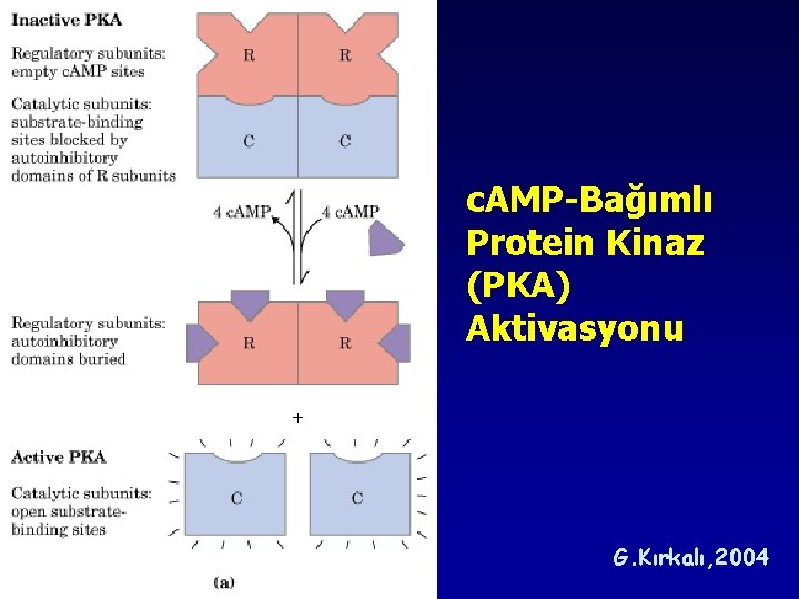 c. AMP-Bağımlı Protein Kinaz (PKA) Aktivasyonu G. Kırkalı, 2004 c. AMP-Bağımlı Protein Kinaz (PKA) Aktivasyonu G. Kırkalı, 2004
