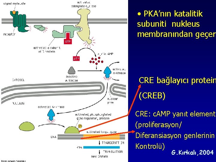 • PKA’nın katalitik subuniti nukleus membranından geçer. CRE bağlayıcı protein (CREB) CRE: c. • PKA’nın katalitik subuniti nukleus membranından geçer. CRE bağlayıcı protein (CREB) CRE: c.