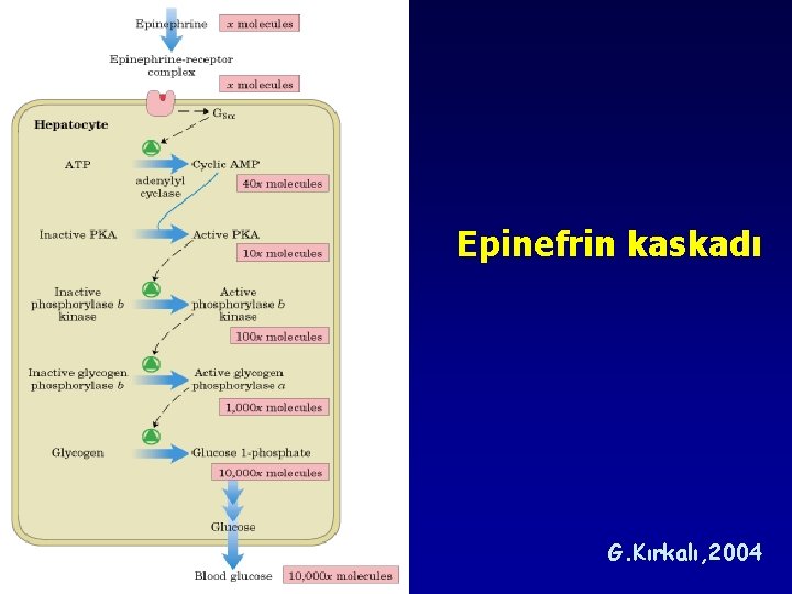 Epinefrin kaskadı G. Kırkalı, 2004 Epinefrin kaskadı G. Kırkalı, 2004