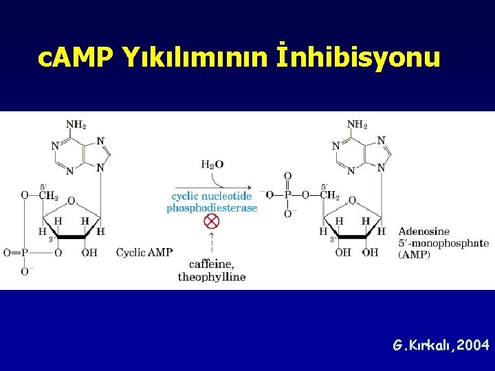 c. AMP Yıkılımının İnhibisyonu G. Kırkalı, 2004 c. AMP Yıkılımının İnhibisyonu G. Kırkalı, 2004