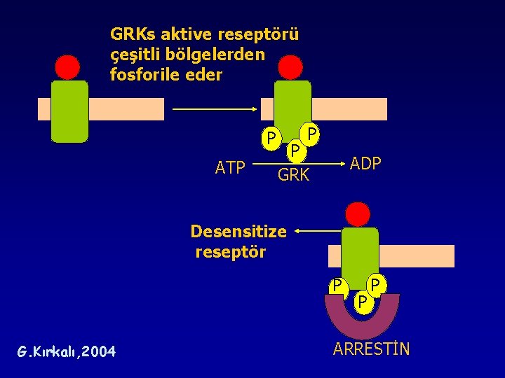 GRKs aktive reseptörü çeşitli bölgelerden fosforile eder P ATP P P GRK ADP Desensitize GRKs aktive reseptörü çeşitli bölgelerden fosforile eder P ATP P P GRK ADP Desensitize