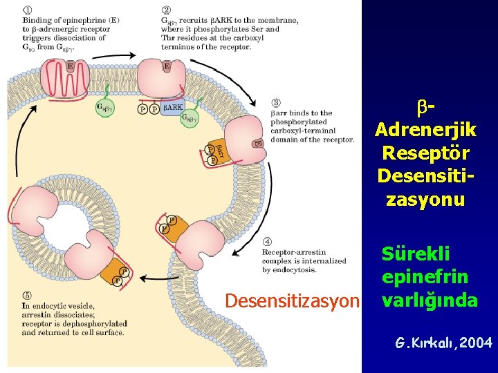 Adrenerjik Reseptör Desensitizasyonu Desensitizasyon Sürekli epinefrin varlığında G. Kırkalı, 2004 Adrenerjik Reseptör Desensitizasyonu Desensitizasyon Sürekli epinefrin varlığında G. Kırkalı, 2004