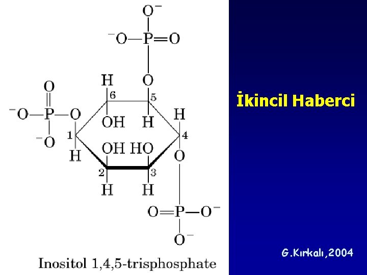 İkincil Haberci G. Kırkalı, 2004 İkincil Haberci G. Kırkalı, 2004