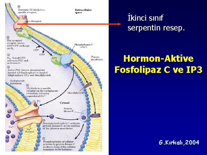 İkinci sınıf serpentin resep. Hormon-Aktive Fosfolipaz C ve IP 3 G. Kırkalı, 2004 İkinci sınıf serpentin resep. Hormon-Aktive Fosfolipaz C ve IP 3 G. Kırkalı, 2004