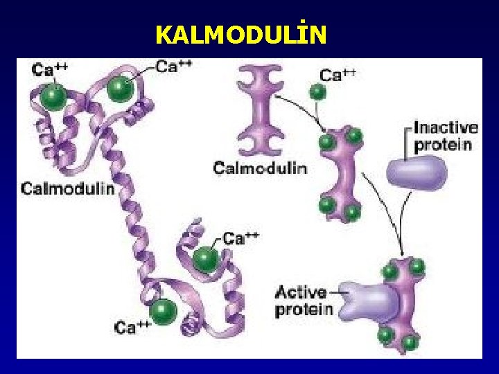 KALMODULİN KALMODULİN