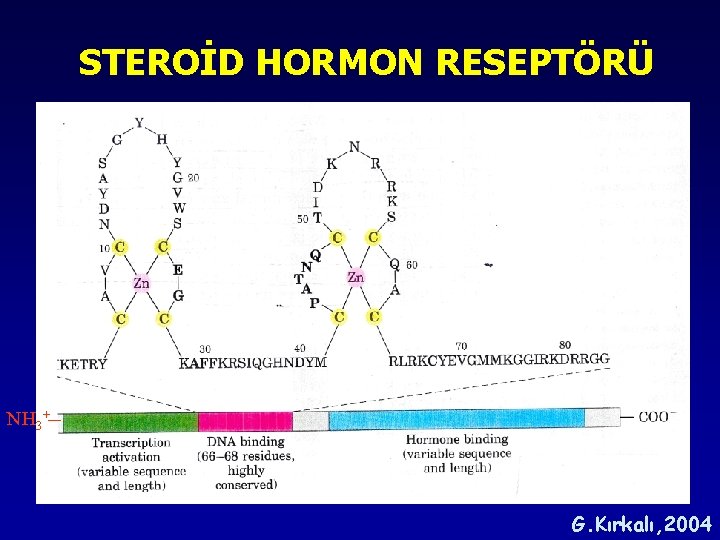 STEROİD HORMON RESEPTÖRÜ NH 3+ G. Kırkalı, 2004 STEROİD HORMON RESEPTÖRÜ NH 3+ G. Kırkalı, 2004