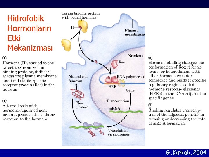 Hidrofobik Hormonların Etki Mekanizması G. Kırkalı, 2004 Hidrofobik Hormonların Etki Mekanizması G. Kırkalı, 2004