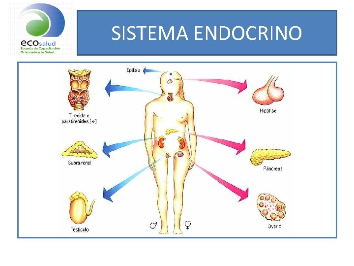 SISTEMA ENDOCRINO 