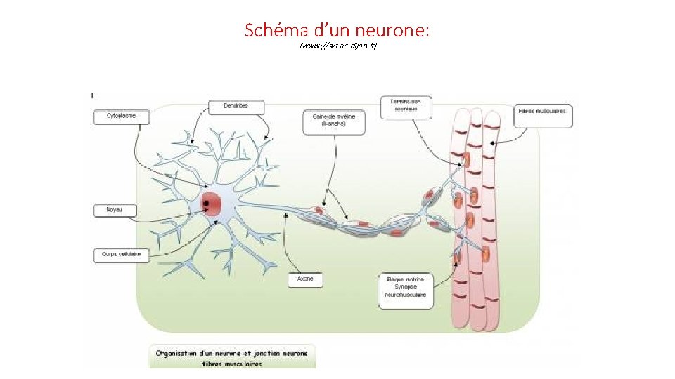 Schéma d’un neurone: (www: //svt. ac-dijon. fr) 