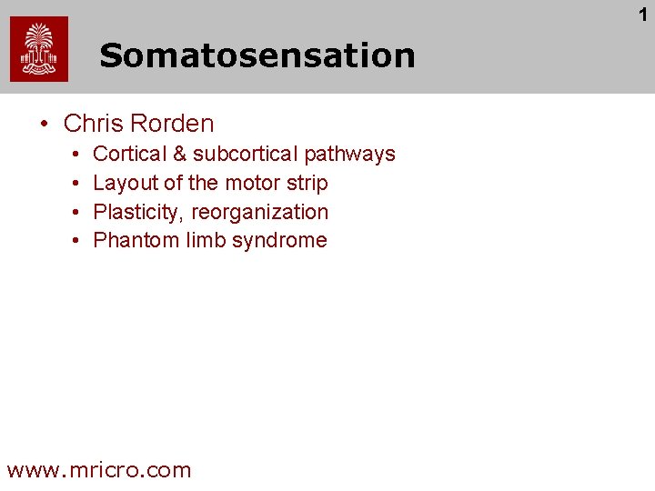 1 Somatosensation • Chris Rorden • • Cortical & subcortical pathways Layout of the