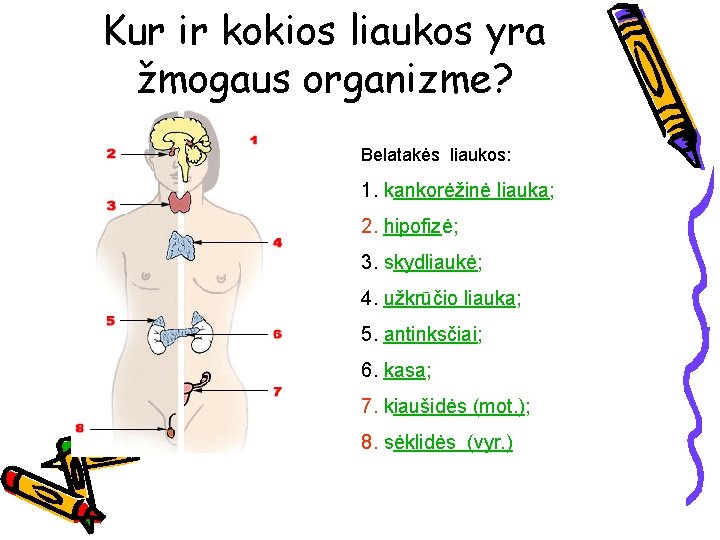 Kur ir kokios liaukos yra žmogaus organizme? Belatakės liaukos: 1. kankorėžinė liauka; 2. hipofizė;