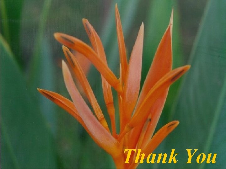 Thank You Thank You