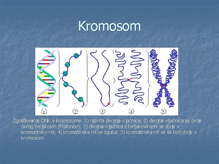 Kromosom Zgoščevanje DNK v kromosome: 1) razvita dvojna vijačnica; 2) dvojna vijačnica se ovije