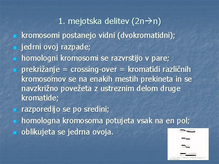 1. mejotska delitev (2 n n) n n n n kromosomi postanejo vidni (dvokromatidni);