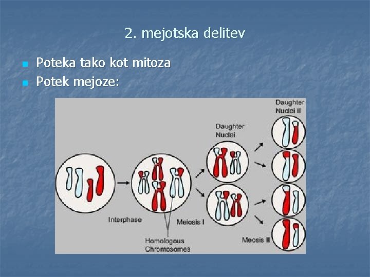 2. mejotska delitev n n Poteka tako kot mitoza Potek mejoze: 