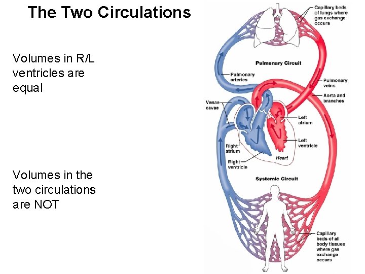 The Two Circulations Volumes in R/L ventricles are equal Volumes in the two circulations