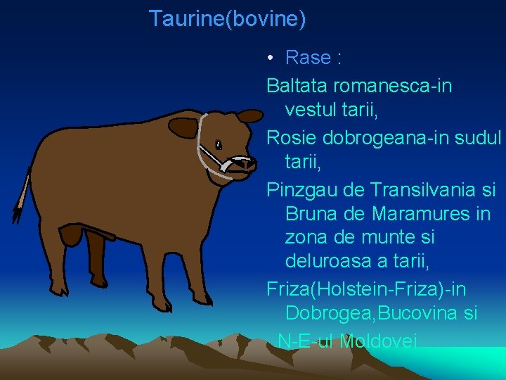 Taurine(bovine) • Rase : Baltata romanesca-in vestul tarii, Rosie dobrogeana-in sudul tarii, Pinzgau de
