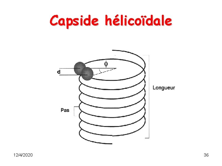 Capside hélicoïdale 12/4/2020 36 