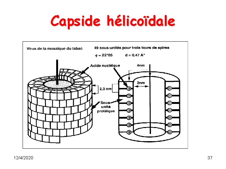 Capside hélicoïdale 12/4/2020 37 