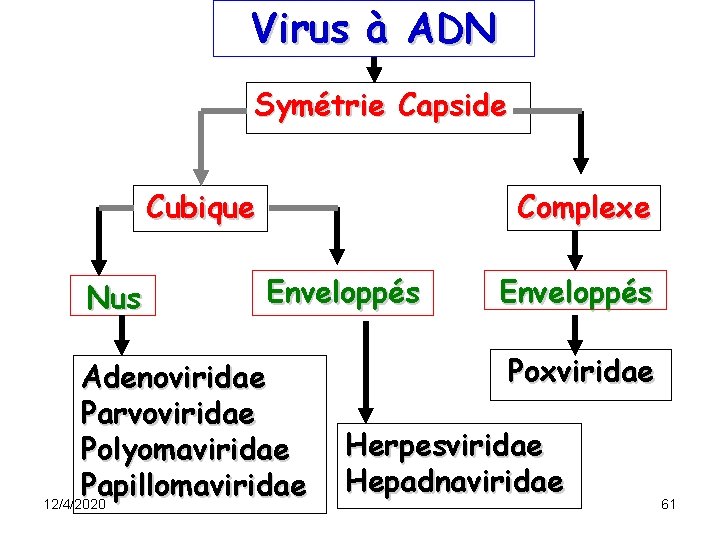 Virus à ADN Symétrie Capside Cubique Nus Complexe Enveloppés Adenoviridae Parvoviridae Polyomaviridae Papillomaviridae 12/4/2020