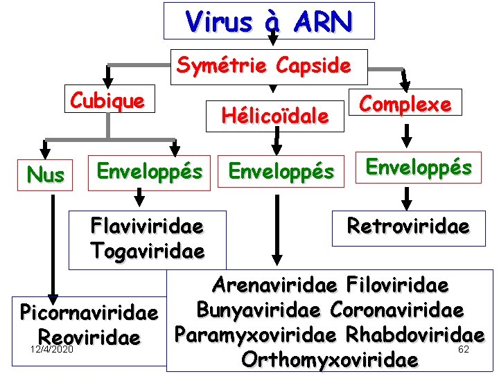 Virus à ARN Symétrie Capside Cubique Nus Enveloppés Flaviviridae Togaviridae Hélicoïdale Enveloppés Complexe Enveloppés