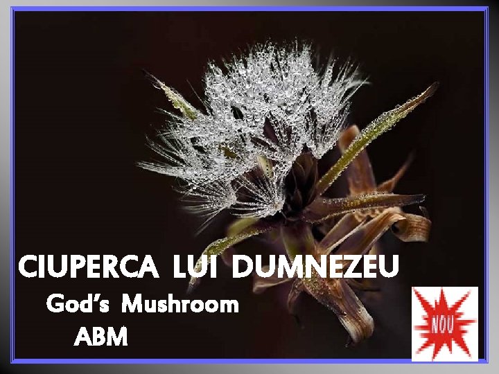 CIUPERCA LUI DUMNEZEU God’s Mushroom ABM 