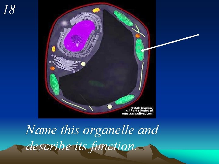 18 Name this organelle and describe its function. 