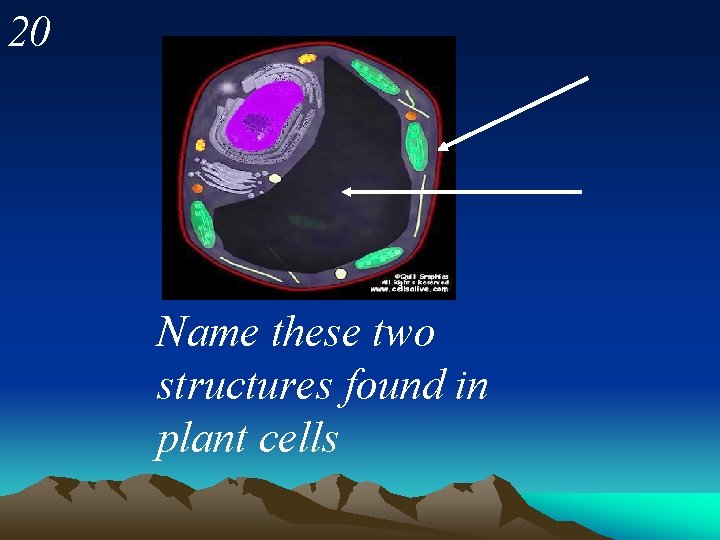 20 Name these two structures found in plant cells 