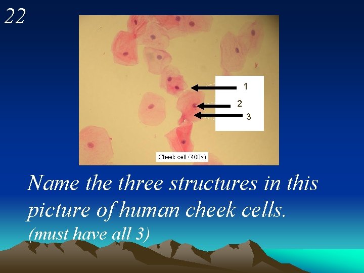 22 1 2 3 Name three structures in this picture of human cheek cells.