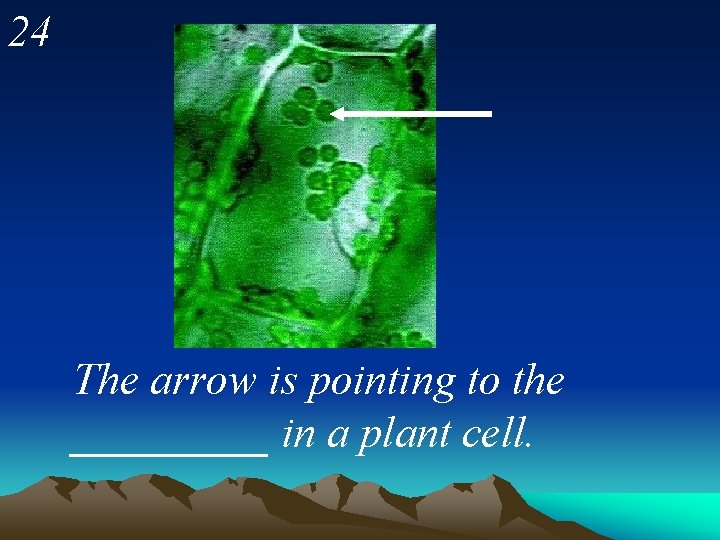 24 The arrow is pointing to the _____ in a plant cell. 