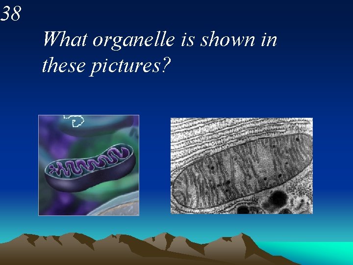 38 What organelle is shown in these pictures? 