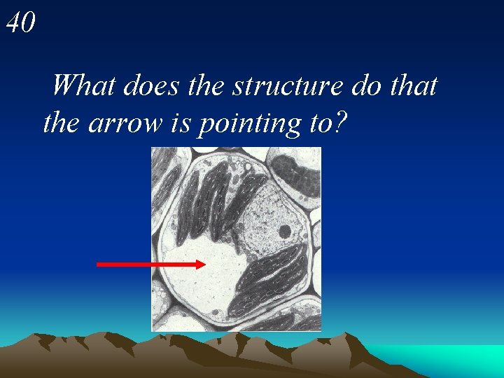 40 What does the structure do that the arrow is pointing to? 