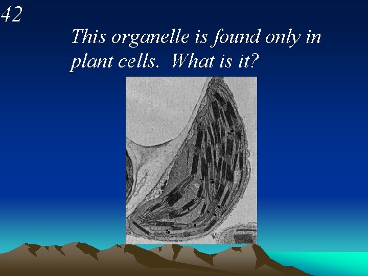 42 This organelle is found only in plant cells. What is it? 