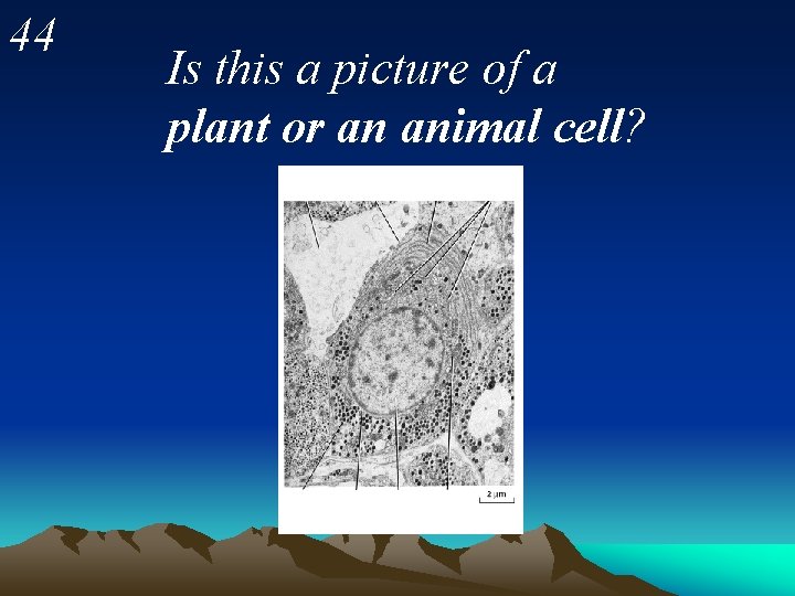 44 Is this a picture of a plant or an animal cell? 