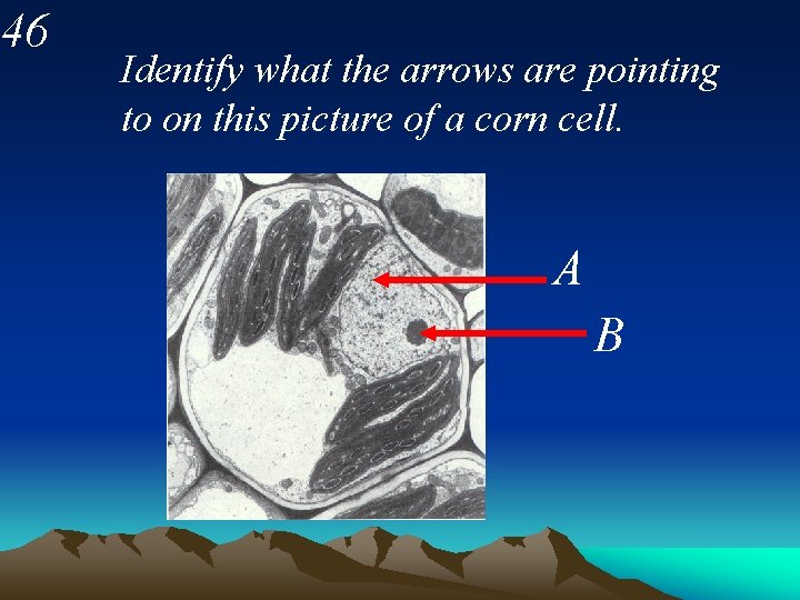 46 Identify what the arrows are pointing to on this picture of a corn