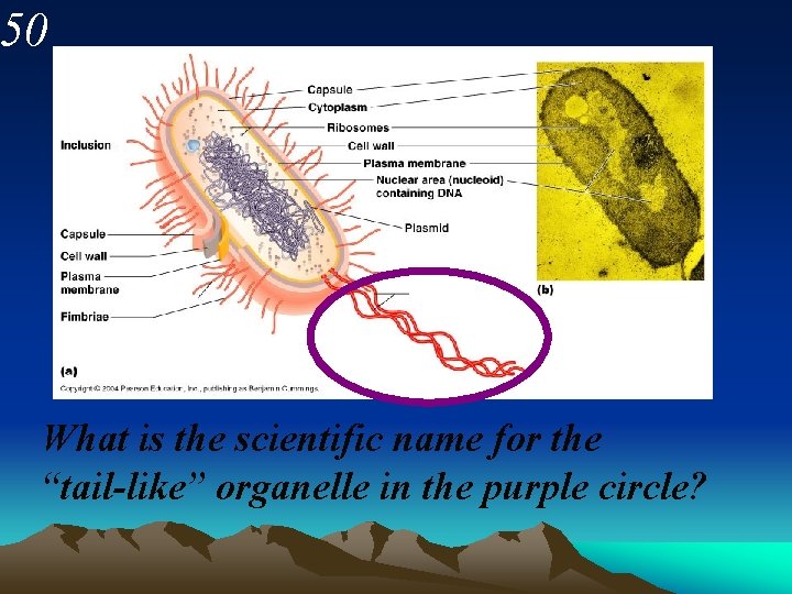 50 What is the scientific name for the “tail-like” organelle in the purple circle?