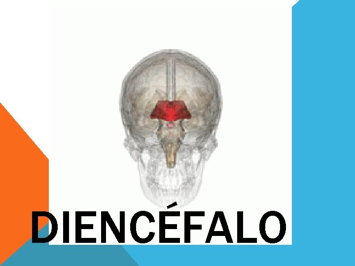 DIENCÉFALO 