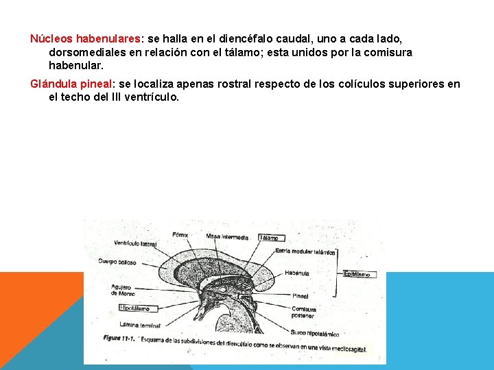 Núcleos habenulares: se halla en el diencéfalo caudal, uno a cada lado, dorsomediales en