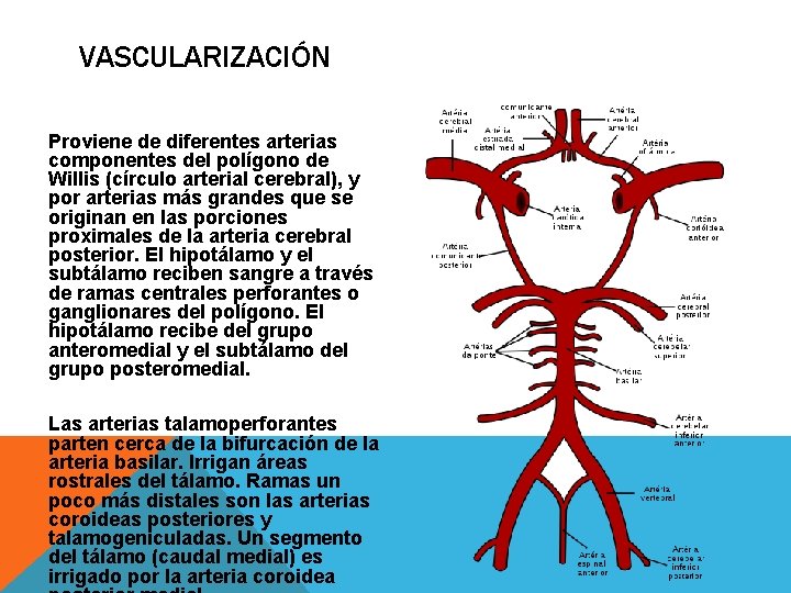 VASCULARIZACIÓN Proviene de diferentes arterias componentes del polígono de Willis (círculo arterial cerebral), y