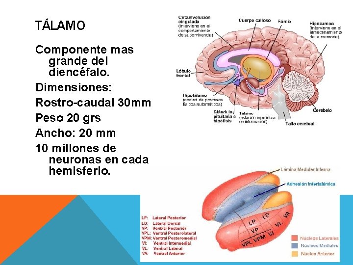 TÁLAMO Componente mas grande del diencéfalo. Dimensiones: Rostro-caudal 30 mm Peso 20 grs Ancho: