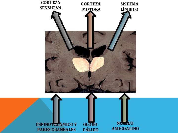 CORTEZA SENSITIVA ESPINOTALÁMICO Y PARES CRANEALES CORTEZA MOTORA GLOBO PÁLIDO SISTEMA LÍMBICO NÚCLEO AMIGDALINO