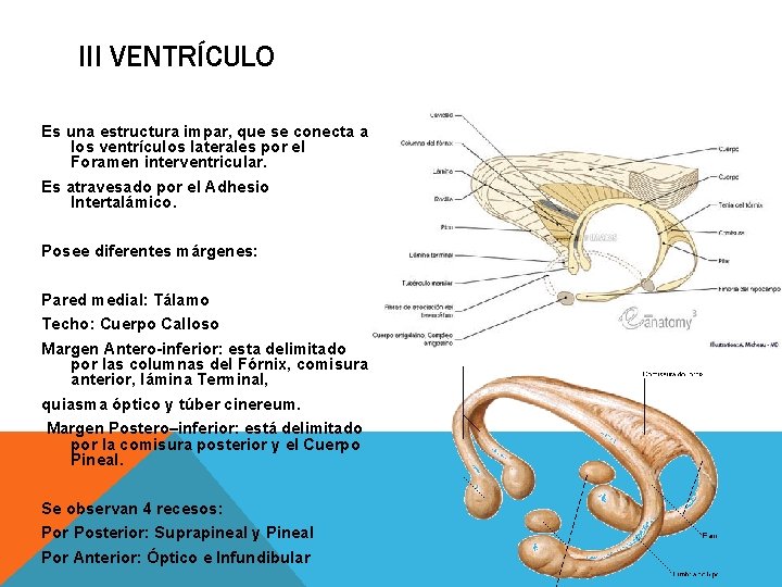 III VENTRÍCULO Es una estructura impar, que se conecta a los ventrículos laterales por