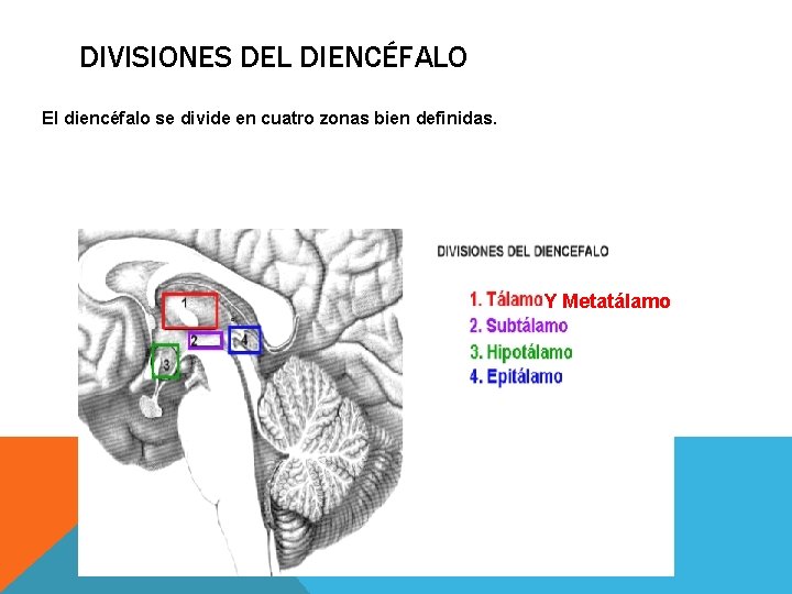 DIVISIONES DEL DIENCÉFALO El diencéfalo se divide en cuatro zonas bien definidas. Y Metatálamo