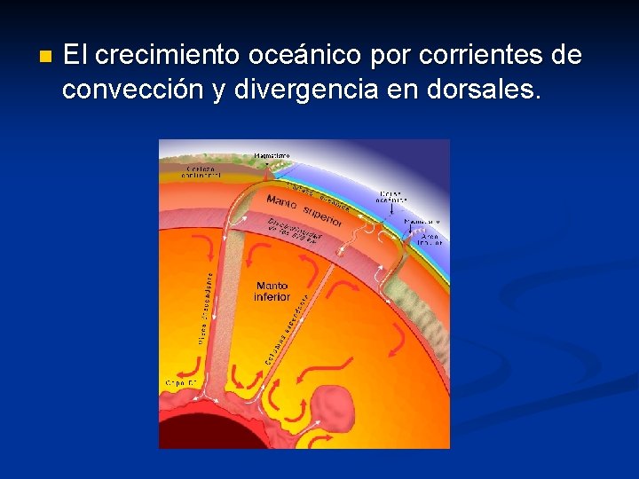 n El crecimiento oceánico por corrientes de convección y divergencia en dorsales. 