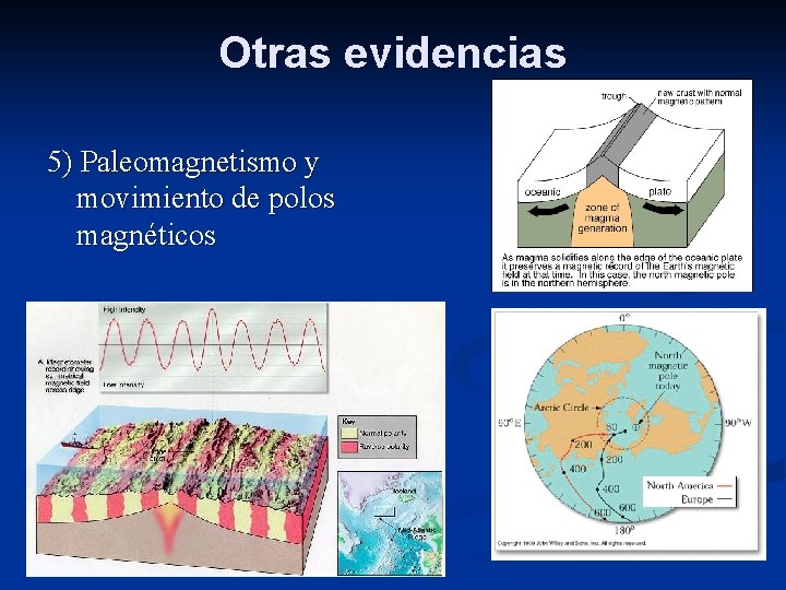 Otras evidencias 5) Paleomagnetismo y movimiento de polos magnéticos 