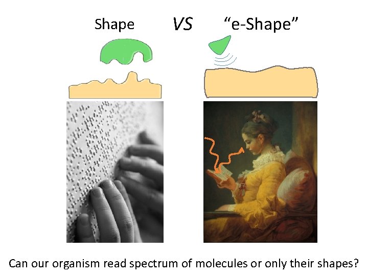 Shape VS “e-Shape” Can our organism read spectrum of molecules or only their shapes?