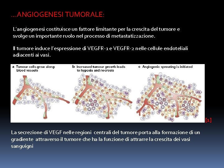 …ANGIOGENESI TUMORALE: L’angiogenesi costituisce un fattore limitante per la crescita del tumore e svolge