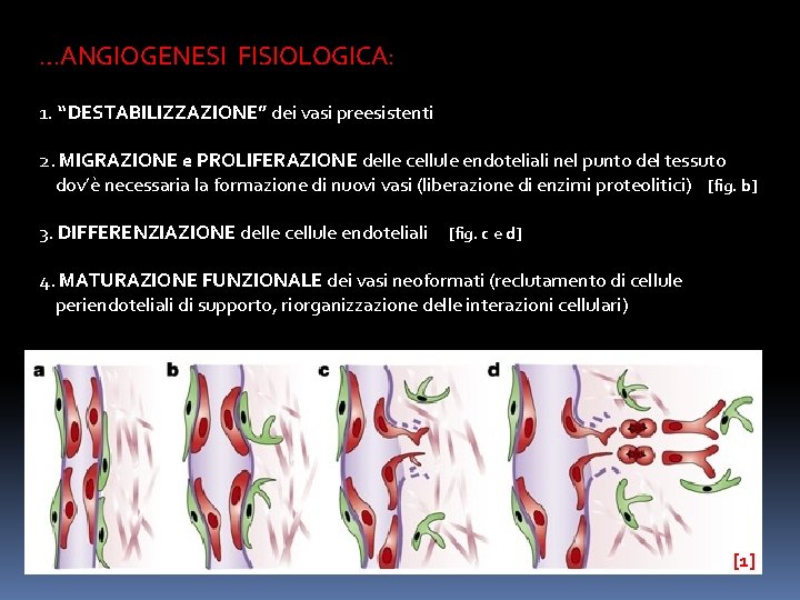 …ANGIOGENESI FISIOLOGICA: 1. “DESTABILIZZAZIONE” dei vasi preesistenti 2. MIGRAZIONE e PROLIFERAZIONE delle cellule endoteliali