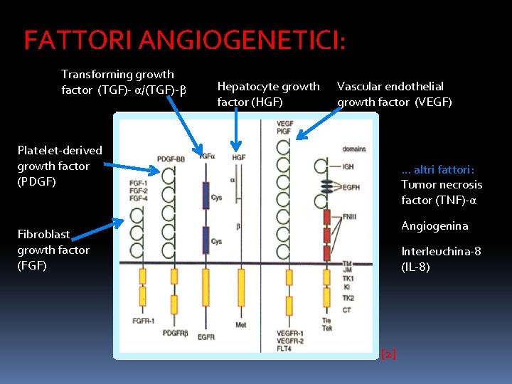  FATTORI ANGIOGENETICI: Transforming growth factor (TGF)- α/(TGF)-β Hepatocyte growth factor (HGF) Vascular endothelial